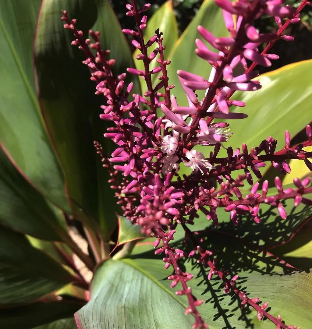 Maui Garden Oasis Villa Lahaina
